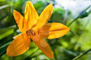 Hemerocallis lilioasphodelus. Bright yellow lily flower in summer garden