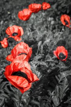 Big red poppies flowers. Selective focus stylized photo