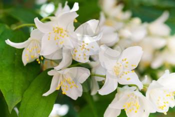 White Jasmine flowers in the summer garden