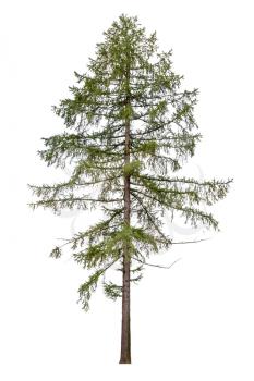Tall European larch tree isolated on white background