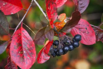 Branch of black chokeberry with black fruits and red autumnal leaves