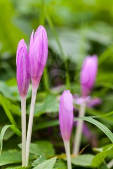 Crocus. Violet spring flowers on green meadow. Vertical macro photo with selective focus