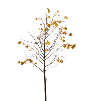 Small tree with yellow leaves and bird on branch in autumn season isolate on white