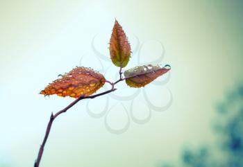 Small leaves on autumnal tree branch with water drops on it, vintage toned filter effect