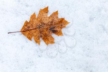 Yellow  red oak autumnal leaf lays on fresh snow