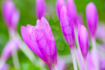 Crocus. Bright violet spring flowers on green meadow. Macro photo, selective focus