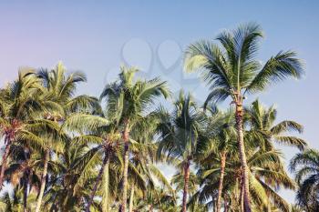Coconut palm trees over blue sky background, toned photo with filter effect 