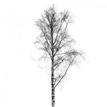 Leafless birch tree silhouette isolated on white background. Stylized photo