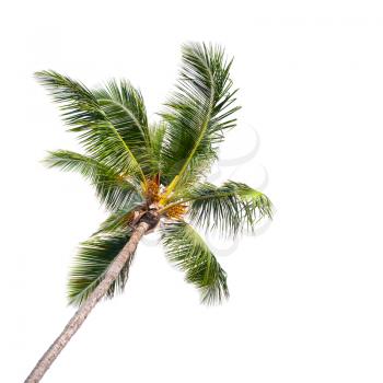Single coconut palm tree isolated on white background