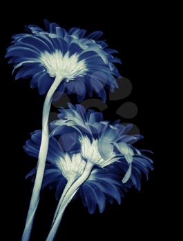 Gerbera flowers isolated on black background, blue toned stylized macro photo with shallow DOF