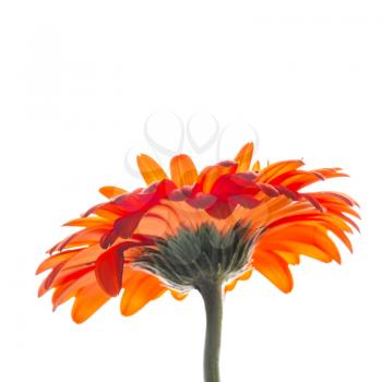 Bright red gerbera flower isolated on white background, macro photo with selective focus