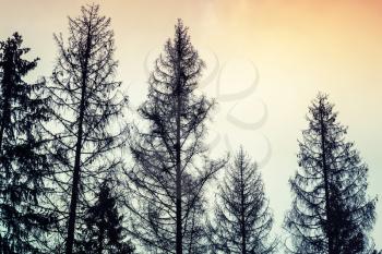 Tall old spruce trees, black silhouettes over cloudy sky, colorful tonal photo filter, vintage style