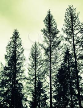 Tall old spruce trees, black silhouettes over cloudy sky, green toned photo, vintage style