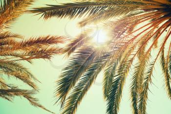Palm trees and shining sun over bright sky background. Vintage style. Toned photo with vintage colorful tonal filter effect, instagram old style