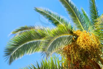 Palm tree leaves and dates over blue sky background