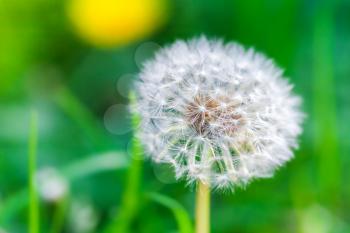 Dandelion flower with fluff, macro photo on bright green background with selective focus