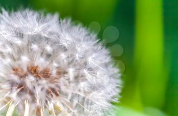 Dandelion flower with fluff, macro photo with selective focus