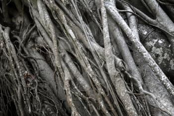Gray tree roots, background photo with selective focus