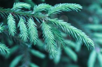 Spruce branch, macro photo with selective focus and blue tonal correction filter effect
