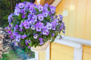Blue pansies flowers grow in a hanging pot