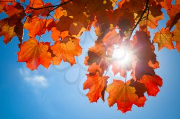 Sun is shining through red autumn maple leaves on blue sky background