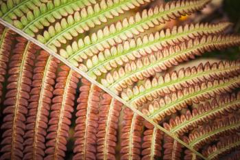 Fragment of autumnal fern leaves, natural macro photo