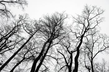 Leafless bare trees over gray sky background. Black and white natural background photo