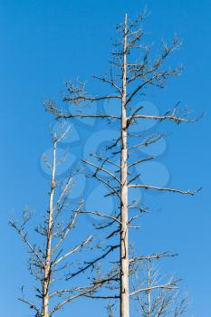 Dry dead European pine trees on blue sky background