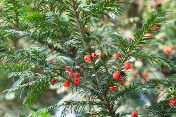 Red berries growing on evergreen yew tree branches