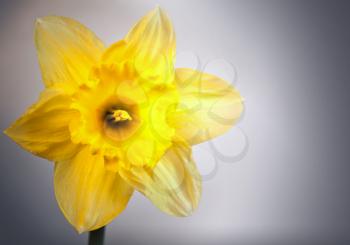 Yellow narcissus flower, closeup photo on light background with soft shadow