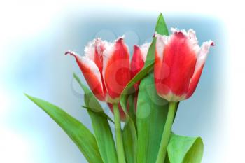 Bright red-white  tulips