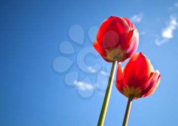Bright-red tulips with blue sky on the background