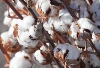 Closeup of ripe dry cotton plant