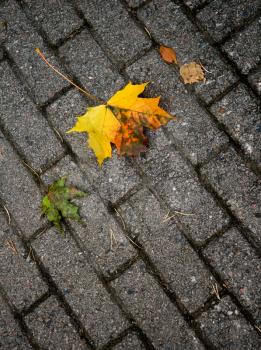 Autumnal leaves lie on the pavement in the park