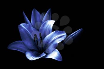 Stylized blue lilly isolated on black background