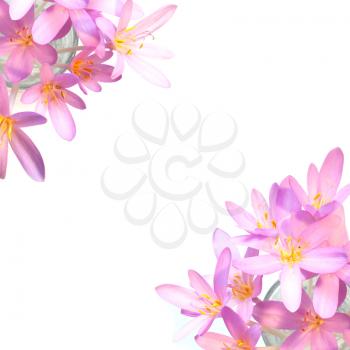 Pink saffron crocus flowers on white background