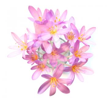 Close up of saffron crocus flowers on white background