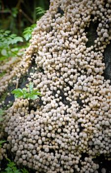 Numerous mushrooms colony on old rotten stub