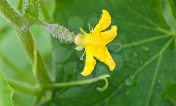 Small cucumber with flower and leaves