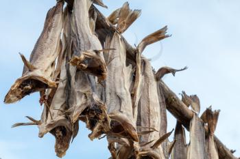 Norwegian traditional stockfish outdoor drying on the sun above blue cloudy sky