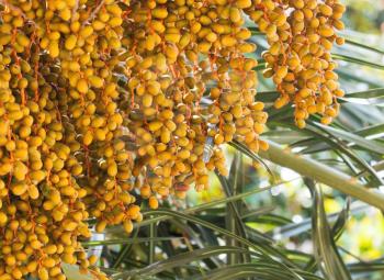 Yellow dates on the palm