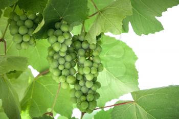 Bunch of fresh green grapes hanging on a branch