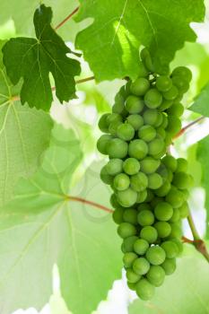 Bunch of green grapes hanging on a branch
