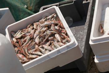 Big catch of mullet fish in plastic box on small fishing boat