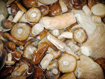 Salt mushrooms closeup photo