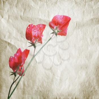 Pink sweet pea flowers (Lathyrus odoratus) above old paper texture. Aquarelle Stylized photo