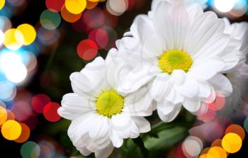 Chrysanthemum on dark background with colorful blurred lights bokeh
