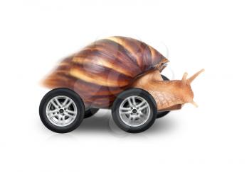 Big brown snail is fast driving on wheels isolated on white background