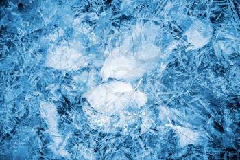 Autumnal fallen leaves lay under thin layer of bright blue ice in the forest