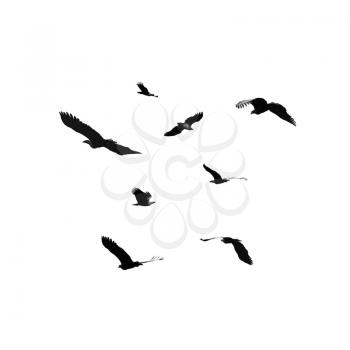 Set of flying eagles isolated on white background